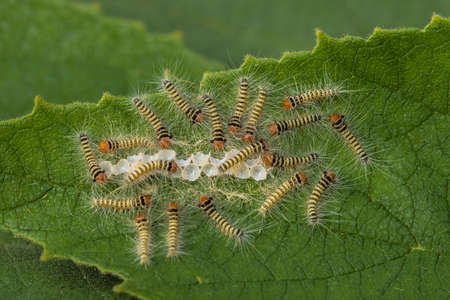 Dawn of Caterpillar Colony, Young caterpillar on egg sacの写真素材