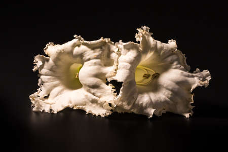 Dolichandrone serrulataの写真素材