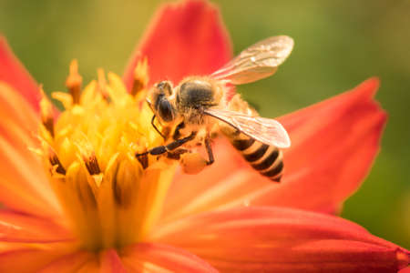 Bee collecting pollen on cosmos flower.の写真素材