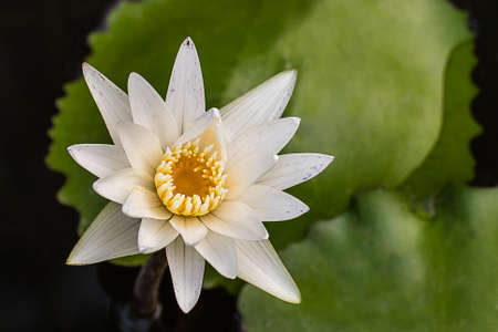 white lutus close up, waterrilyの写真素材