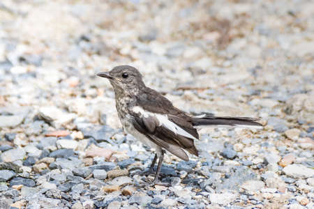 Copsychus saularis, Bird