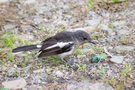 Copsychus saularis, Birdの写真素材