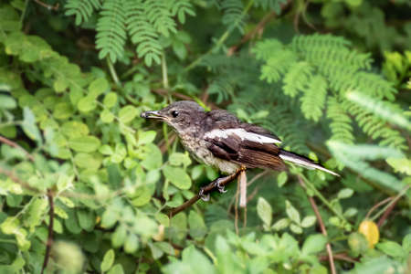 Copsychus saularis, Birdの写真素材