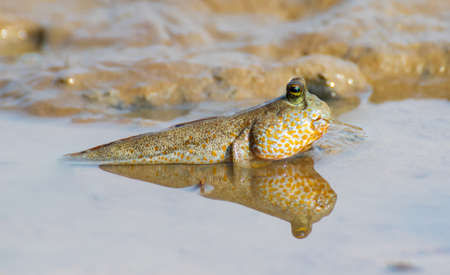 Gaint mudskipper, mudskipper, Periophthalmodon schlosseriの写真素材