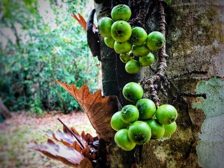green cluster fig or thai fig fruit in a park