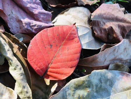 Close-up red and dry santol leaf falling on ground beside group of other leaves in summer of Thailandの写真素材