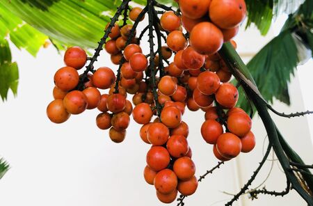 Close-up orange Ruffled fan palm fruits on tree, Ruffled fan palm use for lanscape decoration