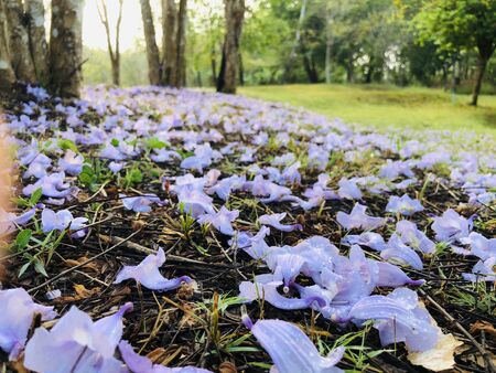 Blue-violet Jacaranda flowers falling down on the ground after rainingの写真素材