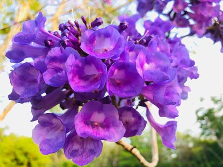 Close-up blue-violet jacaranda flowers blooming on tree in the garden