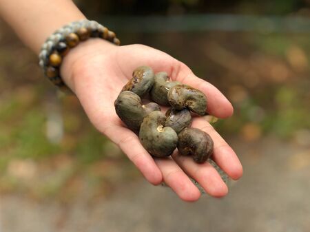 Raw Cashew nuts with shell in the palm of female hand, bokeh background