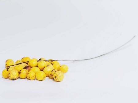 Group of Sadao Thiam or Azadirachta excelsa (Jack) Jacobs fruits, local plant of Sounthern of...