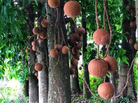 Brown fruits of Cannonball tree or Couroupita guianensis in the park.
