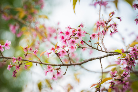 Wild Himalayan Cherry Blossoms in Phu Lom Lo Thailandの写真素材