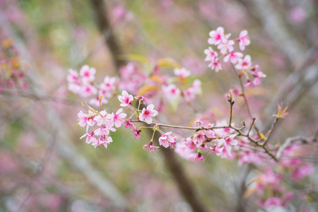 Wild Himalayan Cherry Blossoms in Phu Lom Lo Thailandの写真素材