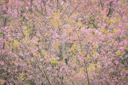 Wild Himalayan Cherry Blossoms in Phu Lom Lo Thailandの写真素材