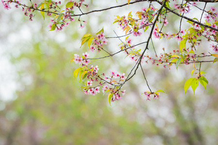 Wild Himalayan Cherry Blossoms in Phu Lom Lo Thailandの写真素材