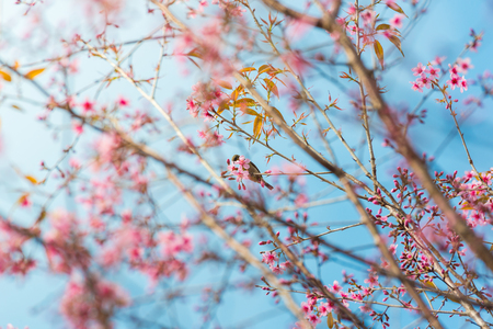 Bird On Wild Himalayan Cherry Tree in Phu Lom Lo Thailandの写真素材
