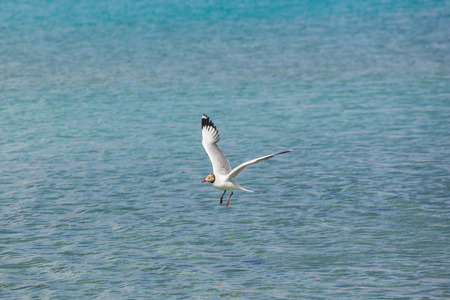 Brown-headed gulls at Pangong Lake in Ladakh,India.の写真素材