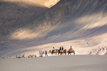 Leh,India - July 11, 2014 : Tourist ride carmels at Hunder village in Nubra Valley, Ladakh, Jammu and Kashmir, Indiaの写真素材
