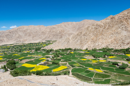 Mustard field in Leh Ladakh,India.の写真素材
