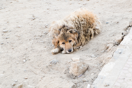 Poor Dog in Leh Market.の写真素材