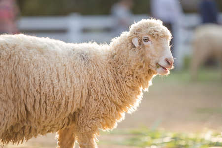 Sheepの写真素材
