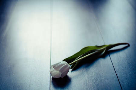 White tulip on wooden background with limited focal depth. Processed with a filterの写真素材