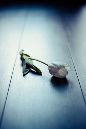 White tulip on wooden background with limited focal depth. Processed with a filterの写真素材