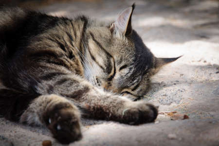 A grey and black cat is lying asleepの写真素材