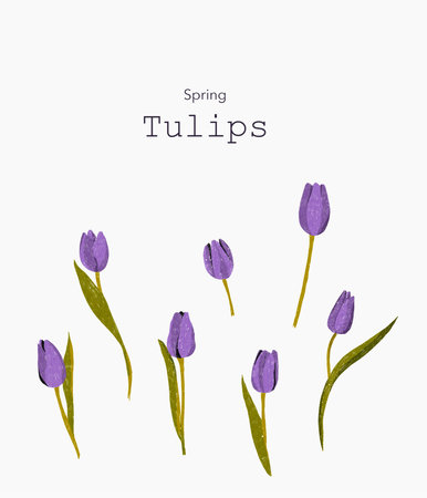 Tulips. Hand drawn watercolor illustration. Isolated on white background. Card for Mothers daの写真素材