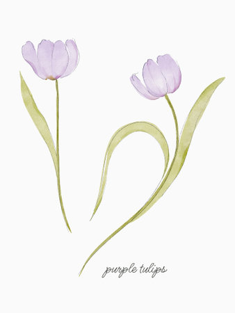 Hand-Painted Watercolor Purple Tulips in Loose Style, Isolated on White Background. Modern floral elements.の写真素材