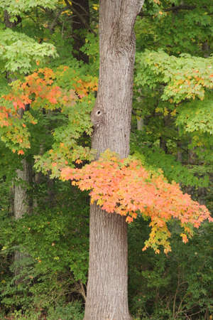 ิbeautiful tree structureのeditorial素材