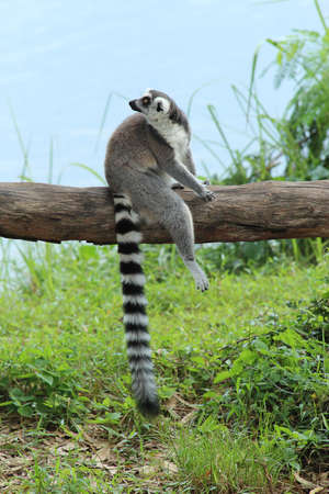 Ring-Tailed Lemur sitting on the log
