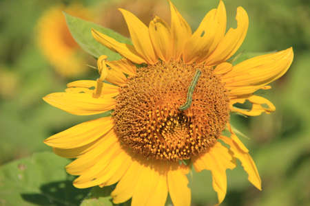 a worm on sunflowerの写真素材
