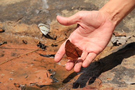 butterfly on my hand
