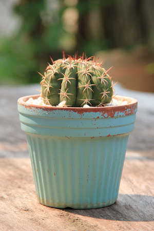 cactus in a blue potの写真素材