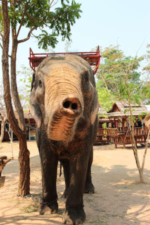 An elephant shows his trunkの写真素材