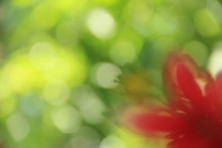 Blur Background Bokeh and Flowersの写真素材