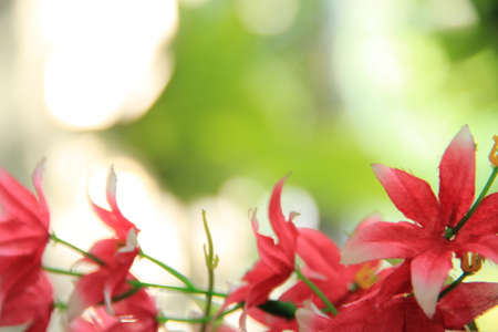 Blur Background Bokeh and Flowersの写真素材