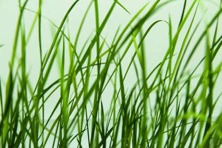 Top of rice sproutsrice seedlings wallpaper