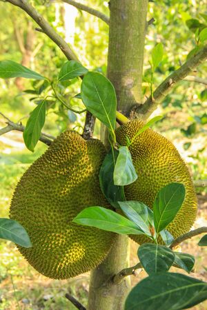 Jackfruist tree and two jackfruit