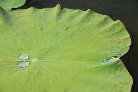 Lotus leave and water dropの写真素材