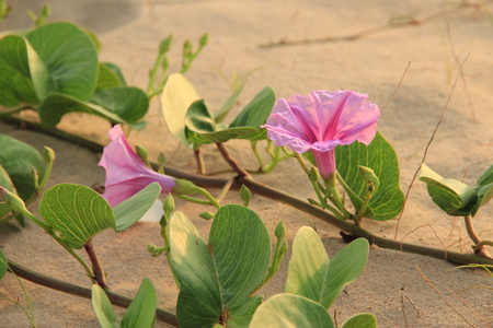 Beach Morning Gloryの写真素材