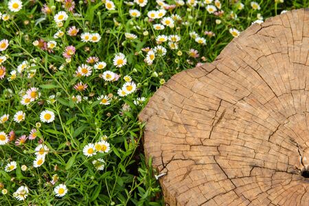 Garden DecorationBeautiful flowers and stubの写真素材