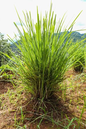 Lemon Grass Plantの写真素材
