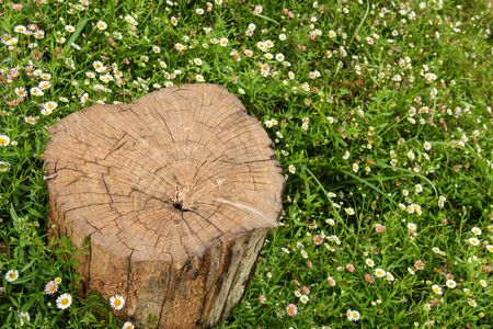 Garden Decorationbeautifu l flowers and stubの写真素材