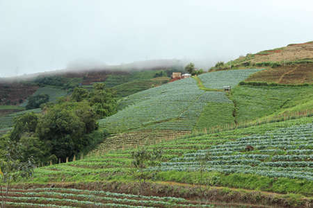 Highland Agriculture in Chiengmai, Thailandの写真素材