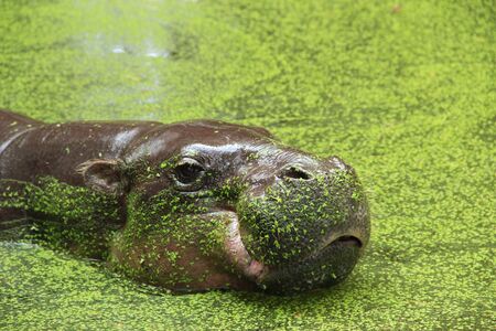 Pygmy hippopotamus at the zooの写真素材