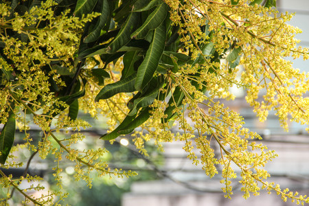 Mango tree flowerの写真素材