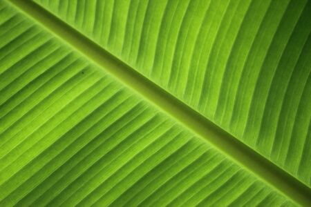 Green leaf backgroundの写真素材